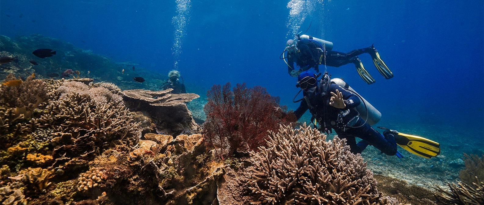 Diver with Komodo cruise gear exploring vibrant coral reefs during a Komodo Sailing Trip.